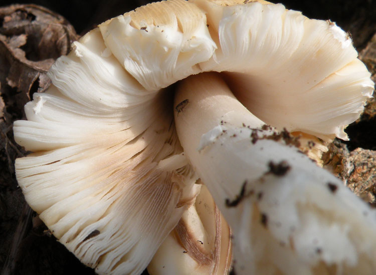 Un fungo ed i suoi abitanti (Cfr. Coprinellus sp.)
